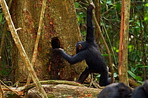 Western chimpanzee (Pan troglodytes verus)   juvenile female 'Joya' aged 6 years using a leaf tool as a sponge to drink water from a hole in a tree, Bossou Forest, Mont Nimba, Guinea. December 2010. S...