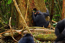 Western chimpanzee (Pan troglodytes verus)   juvenile female 'Joya' aged 6 years using a leaf tool as a sponge to drink water from a hole in a tree, Bossou Forest, Mont Nimba, Guinea. December 2010. S...