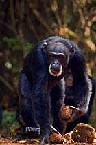 Western chimpanzee (Pan troglodytes verus)   female 'Jire' aged 52 years carrying two rocks in her hands that she will then use as tools for cracking palm oil nuts, Bossou Forest, Mont Nimba, Guinea....