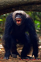 Western chimpanzee (Pan troglodytes verus)   young male 'Peley' aged 12 years displaying, Bossou Forest, Mont Nimba, Guinea. January 2011.
