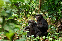 Western chimpanzee (Pan troglodytes verus)   young male 'Peley' aged 12 years and his mother 'Pama' aged 43 years alert having heard an unidentified sound, Bossou Forest, Mont Nimba, Guinea. December...