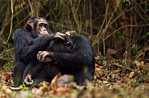 Western chimpanzee (Pan troglodytes verus)   male 'Tua' aged 53 years grooming young male 'Jeje' aged 13 years while he cracks palm oil nuts using rocks as tools, Bossou Forest, Mont Nimba, Guinea. De...