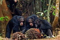 Western chimpanzee (Pan troglodytes verus)   males 'Foaf' aged 30 years, 'Tua' aged 53 years and 'Peley' aged 12 years feeding on palm oil fruits, Bossou Forest, Mont Nimba, Guinea. January 2011.
