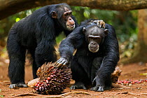 Western chimpanzee (Pan troglodytes verus)   alpha male 'Foaf' aged 30 years grooming female 'Jire' aged 52 years while she feeds on palm oil fruits, Bossou Forest, Mont Nimba, Guinea. January 2011.