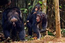 Western chimpanzee (Pan troglodytes verus)   female 'Fanle' aged 13 years carrying her infant son 'Flanle' aged 3 years on her back, wary at a male showing her unwanted attention, Bossou Forest, Mont...
