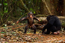 Western chimpanzee (Pan troglodytes verus)   infant male 'Flanle' aged 3 years playing while his mother 'Fanle' aged 13 years uses rocks as tools to crack open palm oil nuts, Bossou Forest, Mont Nimba...