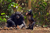 Western chimpanzee (Pan troglodytes verus)   infant male 'Flanle' aged 3 years wearing on his head a 'head support' used by villagers to carry heavy items made from palm leaves, whilst his mother usin...