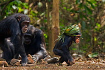 Western chimpanzee (Pan troglodytes verus)   infant male 'Flanle' aged 3 years wearing on his head a 'head support' used by villagers to carry heavy items made from palm leaves being chased by his mot...