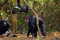Western chimpanzee (Pan troglodytes verus)   infant male 'Flanle' aged 3 years wearing on his head a 'head support' used by villagers to carry heavy items made from palm leaves being chased by his mot...