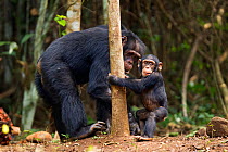 Western chimpanzee (Pan troglodytes verus)   male 'Tua' aged 53 years playing with male infant 'Flanle' aged 3 years, Bossou Forest, Mont Nimba, Guinea. January 2011. Sequence 1 of 5.