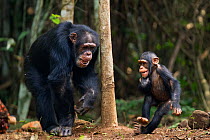 Western chimpanzee (Pan troglodytes verus)   male 'Tua' aged 53 years playing with male infant 'Flanle' aged 3 years, Bossou Forest, Mont Nimba, Guinea. January 2011. Sequence 2 of 5.