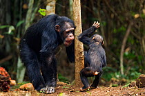 Western chimpanzee (Pan troglodytes verus)   male 'Tua' aged 53 years playing with male infant 'Flanle' aged 3 years, Bossou Forest, Mont Nimba, Guinea. January 2011. Sequence 3 of 5.
