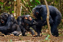 Western chimpanzee (Pan troglodytes verus)   male 'Tua' aged 53 years playing with male infant 'Flanle' aged 3 years, Bossou Forest, Mont Nimba, Guinea. January 2011. Sequence 4 of 5.