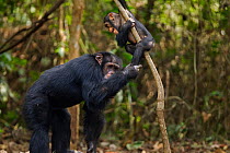 Western chimpanzee (Pan troglodytes verus)   male 'Tua' aged 53 years playing with male infant 'Flanle' aged 3 years, Bossou Forest, Mont Nimba, Guinea. January 2011. Sequence 5 of 5.