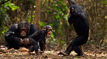 Western chimpanzee (Pan troglodytes verus)   infant male 'Flanle' aged 3 years playing with juvenile female 'Joya' aged 6 years while young male 'Jeje' aged 13 years sits cracking nuts in the backgrou...
