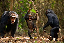 Western chimpanzee (Pan troglodytes verus)   young male 'Jeje' aged 13 years disciplining juvenile female 'Joya' aged 6 years and infant male 'Flanle' aged 3 years who are playing together, Bossou For...