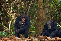 Western chimpanzee (Pan troglodytes verus)   female 'Fanle' aged 13 years grinning due to stress as her infant son 'Flanle' aged 3 years struggles to suckle, Bossou Forest, Mont Nimba, Guinea. January...
