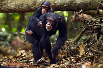 Western chimpanzee (Pan troglodytes verus)   female 'Fanle' aged 13 years carrying her infant son 'Flanle' aged 3 years on her back, Bossou Forest, Mont Nimba, Guinea. January 2011.