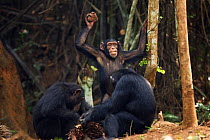 Western chimpanzee (Pan troglodytes verus)   juvenile female 'Joya' aged 6 years throwing stones at other chimpanzees, Bossou Forest, Mont Nimba, Guinea. January 2011.
