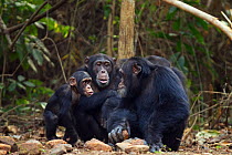 Western chimpanzee (Pan troglodytes verus)   infant male 'Flanle' aged 3 years acting aggressively towards alpha male 'Foaf' aged 30 years, Bossou Forest, Mont Nimba, Guinea. January 2011. Sequence 2...