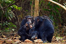 Western chimpanzee (Pan troglodytes verus)   infant male 'Flanle' aged 3 years acting aggressively towards alpha male 'Foaf' aged 30 years, Bossou Forest, Mont Nimba, Guinea. January 2011. Sequence 3...
