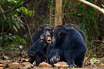 Western chimpanzee (Pan troglodytes verus)   infant male 'Flanle' aged 3 years acting aggressively towards alpha male 'Foaf' aged 30 years, Bossou Forest, Mont Nimba, Guinea. January 2011. Sequence 4...