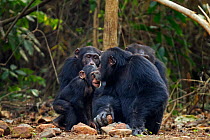 Western chimpanzee (Pan troglodytes verus)   infant male 'Flanle' aged 3 years acting aggressively towards alpha male 'Foaf' aged 30 years who then 'kisses' him on the forehead to diffuse the situatio...