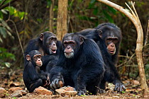 Western chimpanzee (Pan troglodytes verus)   female 'Fanle' aged 13 years with her infant son 'Flanle' aged 3 years on her back sitting with alpha male 'Foaf' aged 30 years who is cracking open palm o...