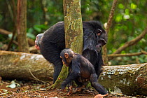 Western chimpanzee (Pan troglodytes verus)   female 'Fana' aged 54 years playing with her infant grandson 'Flanle' aged 3 years, Bossou Forest, Mont Nimba, Guinea. January 2011.