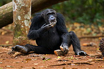 Western chimpanzee (Pan troglodytes verus)   female 'Yo' aged 49 years using rocks as tools to crack open palm oil nuts, Bossou Forest, Mont Nimba, Guinea. January 2011.