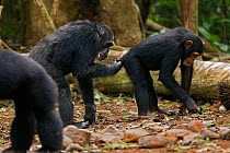 Western chimpanzee (Pan troglodytes verus)   female 'Yo' aged 49 years greeting juvenile female 'Joya' aged 6 years by inspecting her rear and genitals, Bossou Forest, Mont Nimba, Guinea. December 201...