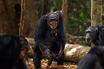 Western chimpanzee (Pan troglodytes verus)   female 'Fana' aged 54 years protecting her grandson 'Flanle' aged 3 years from an aggressive female 'Yo' aged 49 years who is angry at a juvenile female 'J...