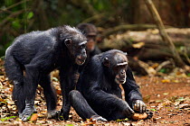 Western chimpanzee (Pan troglodytes verus)   female 'Velu' aged 51 years watching another female 'Jire' aged 52 years intently as she using rock to crack open palm oil nuts, Bossou Forest, Mont Nimba,...