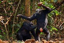 Western chimpanzee (Pan troglodytes verus)   juvenile female 'Joya' aged 6 years throwing a rock at female 'Velu' aged 51 years, Bossou Forest, Mont Nimba, Guinea. January 2011.