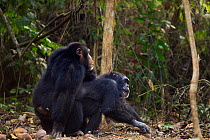 Western chimpanzee (Pan troglodytes verus)   young male 'Jeje' aged 13 years mating with female 'Velu' aged 51 years, Bossou Forest, Mont Nimba, Guinea. January 2011.