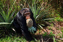 Western chimpanzee (Pan troglodytes verus)   young male 'Jeje' aged 13 years stealing pineapple~ from villagers fields, Bossou Forest, Mont Nimba, Guinea. December 2010.