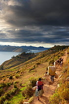 Woman and man with livestock walking along path, Isla del Sol, Lake Titicaca, Bolivia, December 2009