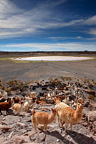 Herd of Llama (Lama glama) in a volcanic crater on the altiplano, nr Castiloma, Bolivia, December 2009