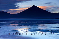 Flamingos on Laguna / Lake Colorada at dawn, Eduardo Avaroa Andean Fauna National Reserve, Bolivia, December 2009