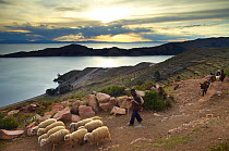 Farmer with his sheep on the Isla del Sol, Lake Titicaca, Bolivia, December 2009