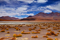 The remote region of high desert, altiplano and volcanoes near Tapaquilcha, Bolivia, December 2009