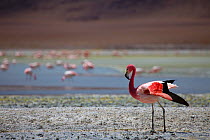 James' flamingos (Phoenicoparrus jamesi) on a laguna in the remote region of high desert, altiplano and volcanoes near Tapaquilcha, Bolivia, December 2009