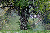 Ancient Plum tree (Prunus domestica) with gnarled bark, with a peasant farm in the background. Romania, October 2010