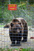 European brown bear (Ursus arctos) in captivity in a centre for abused bears. Romania, October 2010