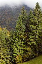 Upland Norway Spruce (Picea abies) / Beechwood forest in autumn. Romania, October 2010