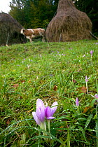Meadow saffron (Colchicum autumnale) with grazing cow and hayrick, peasant alpine agriculture. Romania, October 2010
