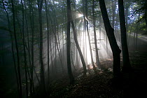 Ancient semi-natural woodland in mist. Romania, October 2010