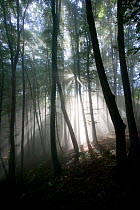 Ancient semi-natural woodland in mist. Romania, October 2010