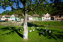 Grazing geese (Anser anser domesticus) on village green in traditional peasant village economy. Romania, October 2010