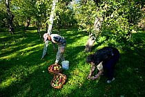 Traditional peasant agriculture, man with baskets of harvested apples (Malus domestica) in an orchard on a smallholding. Romania, October 2010